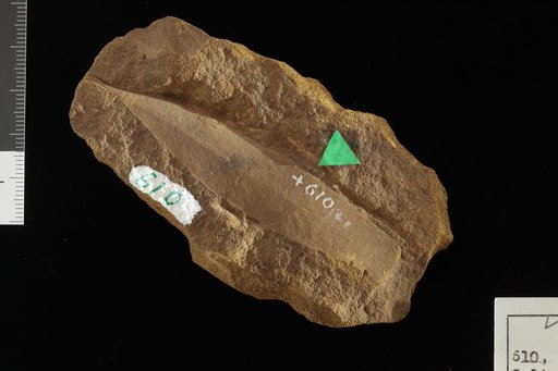 Phyllites triloba Knowlton