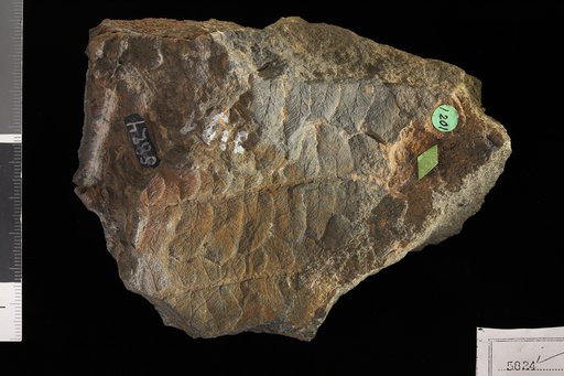 Cladophlebis spectabilis Heer