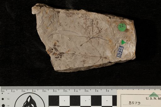 Platanus occidentalis Linnaeus