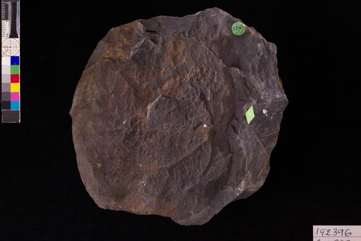 Grewia orbiculata Hollick