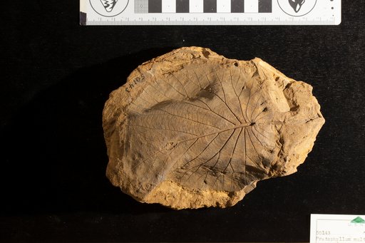 Protophyllum multinerve Lesquereux