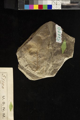 Saccoloma gardneri (Lesquereux) Knowlton