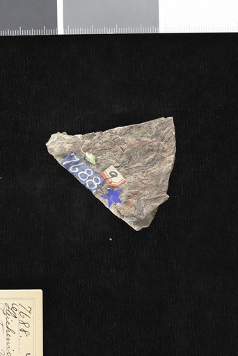 Gleichenia ? obscura Knowlton