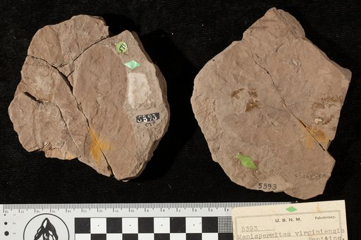 Paliurus colombi Knowlton