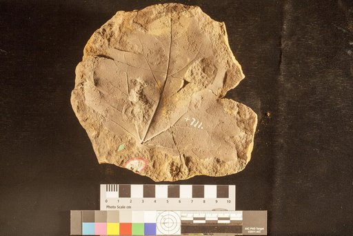Menispermites obtusilobus Lesquereux