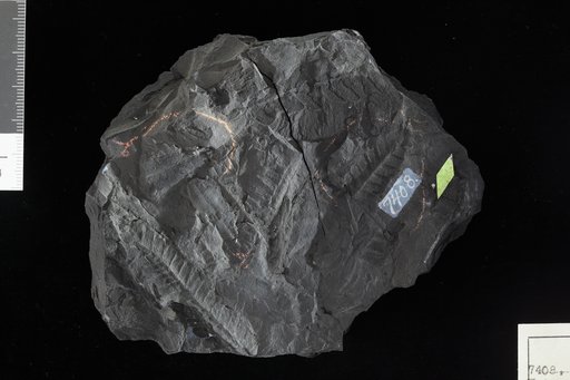 Weichselia reticulata (Stokes & Webb) Ward