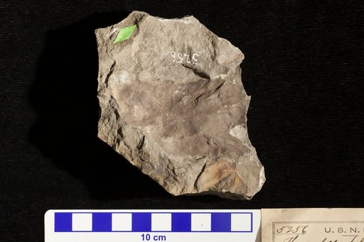 Thinnfeldia polymorpha (Lesquereux) Knowlton