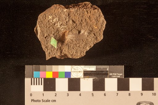 Lygodium trichomanoides (Brongniart) Lesquereux