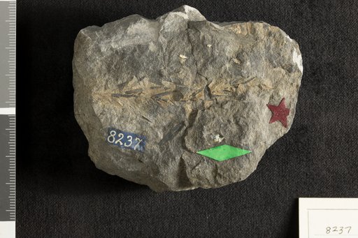 Palissya sphenolepis (Braun) Brongniart