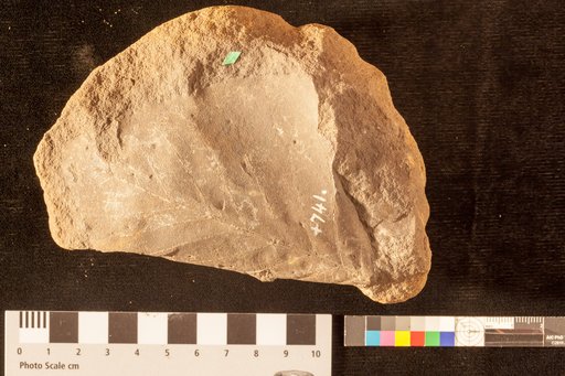 Grewiopsis haydenii Lesquereux