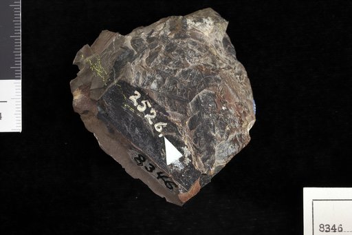 Cladophlebis vaccensis Ward