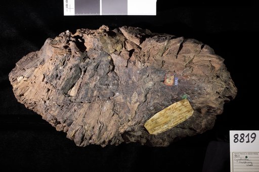 Cycadeoidea marshiana Ward