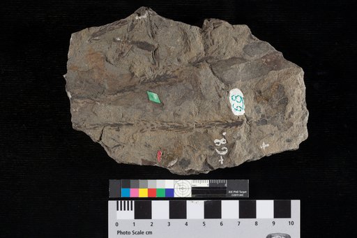 Abietites dubius Lesquereux