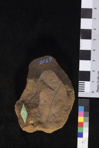 Phyllites rhoifolius Lesquereux