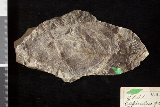 Sapindus grandifolius Ward