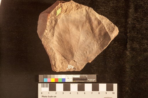 Populites affinis Lesquereux