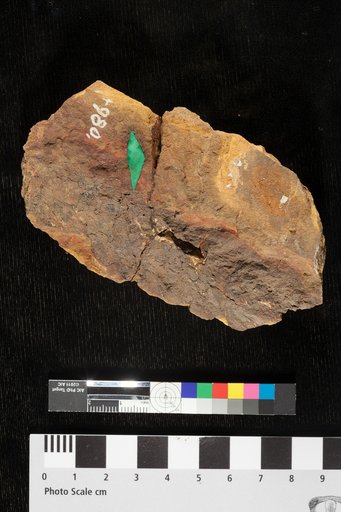 Ptenostrobus nebrascenis Lesquereux