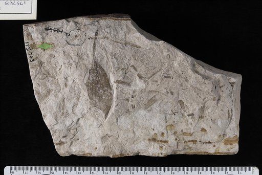 Potamogeton knowltoni Berry