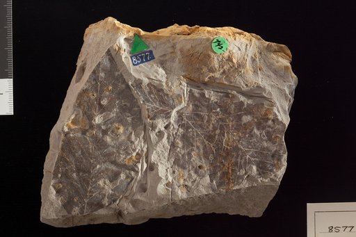 Fagus ferruginea Aiton
