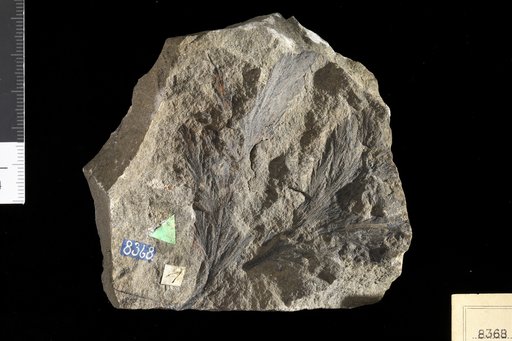 Onychiopsis psilotoides (Stokes & Webb)