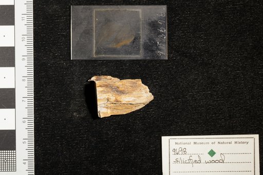 Genus indet. sp indet. Knowlton