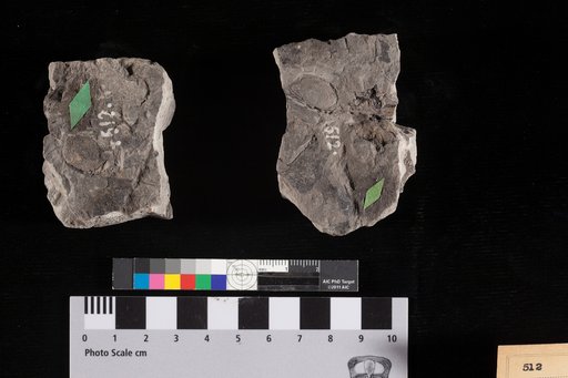 Carpites cocculoides ? var. major Lesquereux