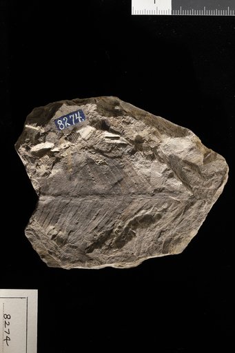Ctenophyllum braunianum var. abbreviatum (Braun) Schimper