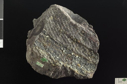 Omphalophloios cyclostigma Lesquereux