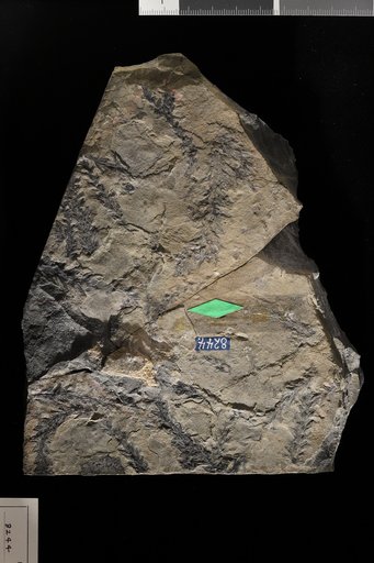 Pagiophyllum peregrinum (Hutton & Lindley) Schenk