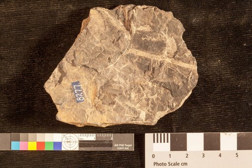 Gymnocaulus alternatus Emmons