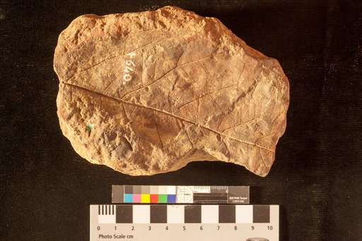 Persea sternbergii (Lesquereux)