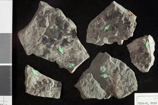 Onoclea minima Knowlton