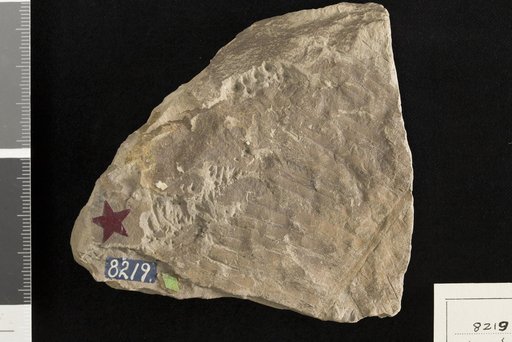 Ctenophyllum braunianum var. angustum (Braun) Schimper
