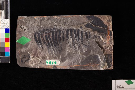 Alloiopteris erosa Gutbier