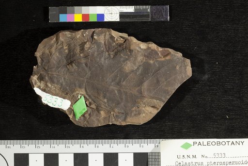 Celastrus pterospermoides Ward