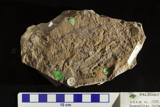 Hamamelites forthergilloides Saporta
