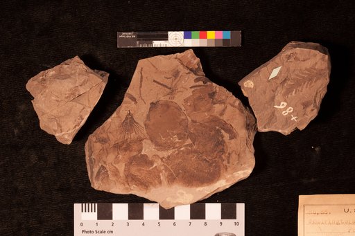 Widdringtonia ? complanata Lesquereux