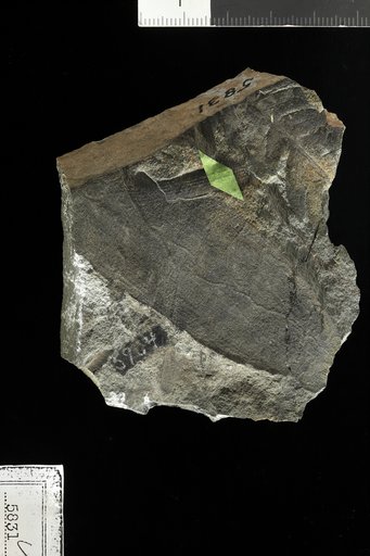 Cladophlebis indica Morris & Oldham