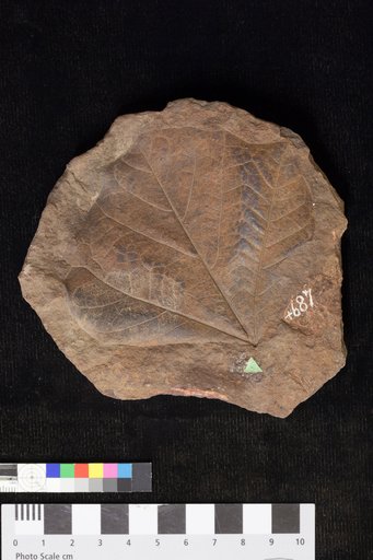 Sassafras harkerianum Lesquereux