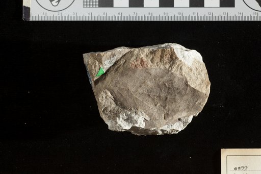 Phyllites vanonae Heer