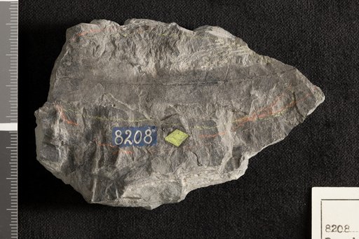 Pseudodanaeopsis plana Emmons