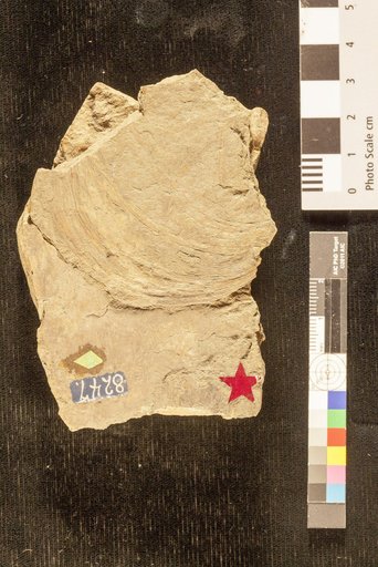 Comephyllum cristatum Emmons