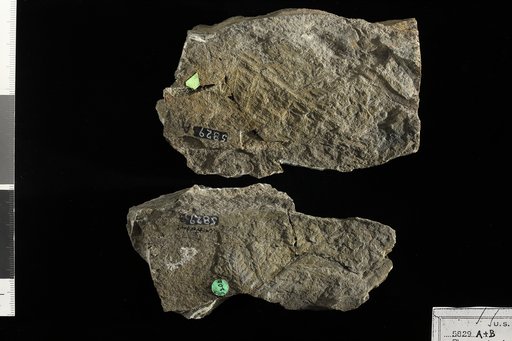 Thyrsopteris meekiana Heer