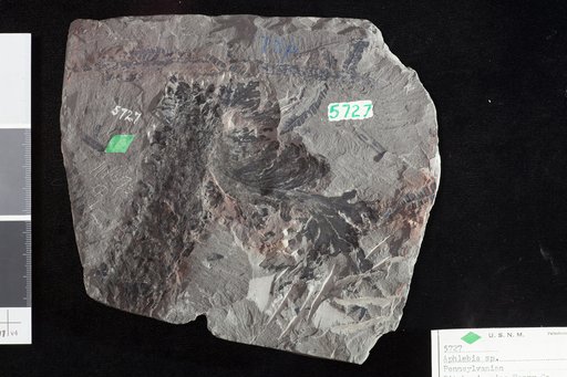 Aphlebia sp indet. White