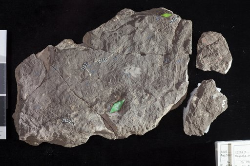 Sequoia reichenbachi (Geinitz) Heer