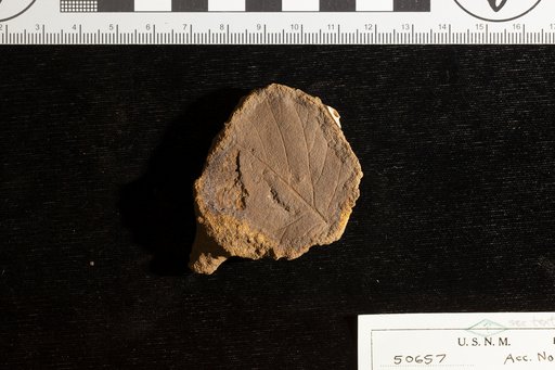 Protophyllum crenatum Knowlton