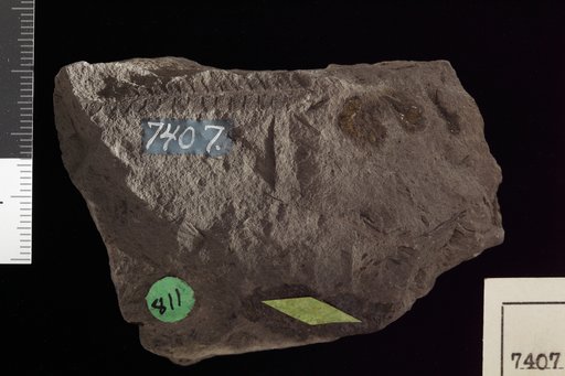 Pecopteris borealis Brongniart