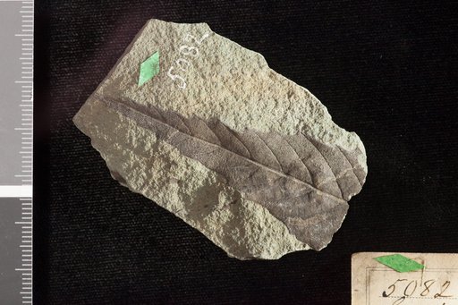 Castanea pulchella Knowlton