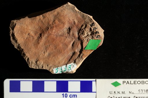 Celastrus ferrugineus Ward