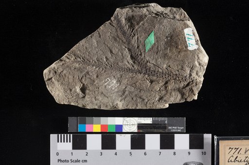 Abietites dubius Lesquereux